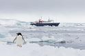 087 Antarctica, Hope Bay, adeliepinguin